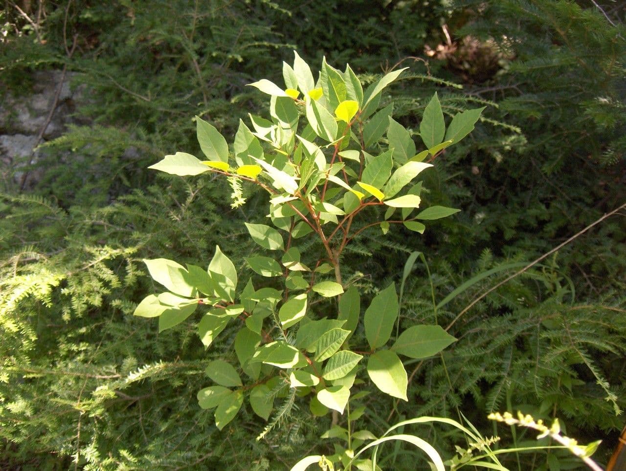 Toxicodendron vernix