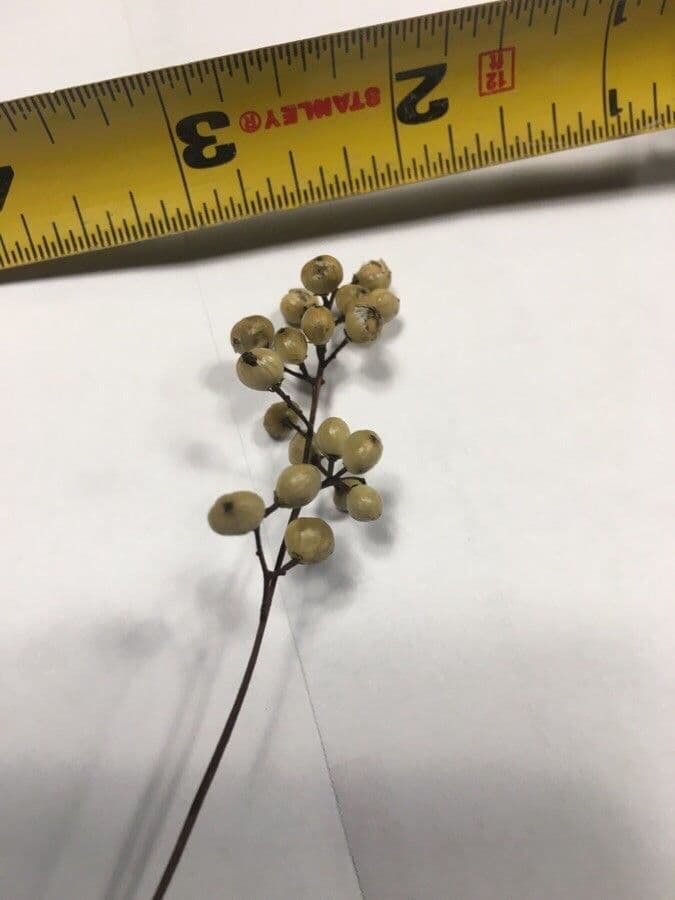 Toxicodendron vernix