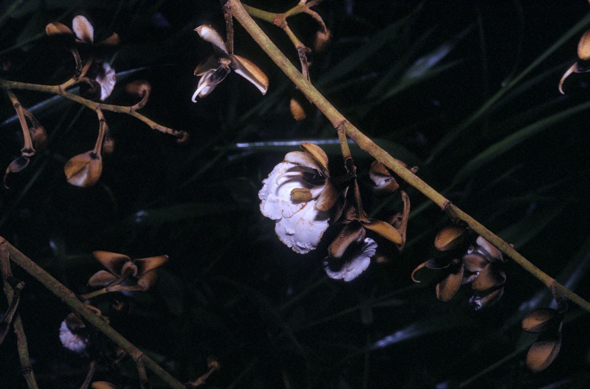 Dicorynia guianensis