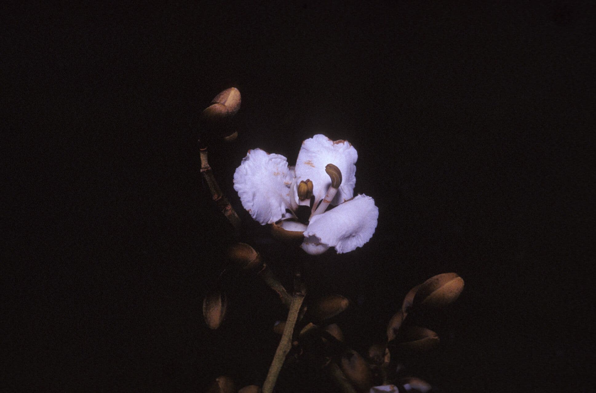 Dicorynia guianensis