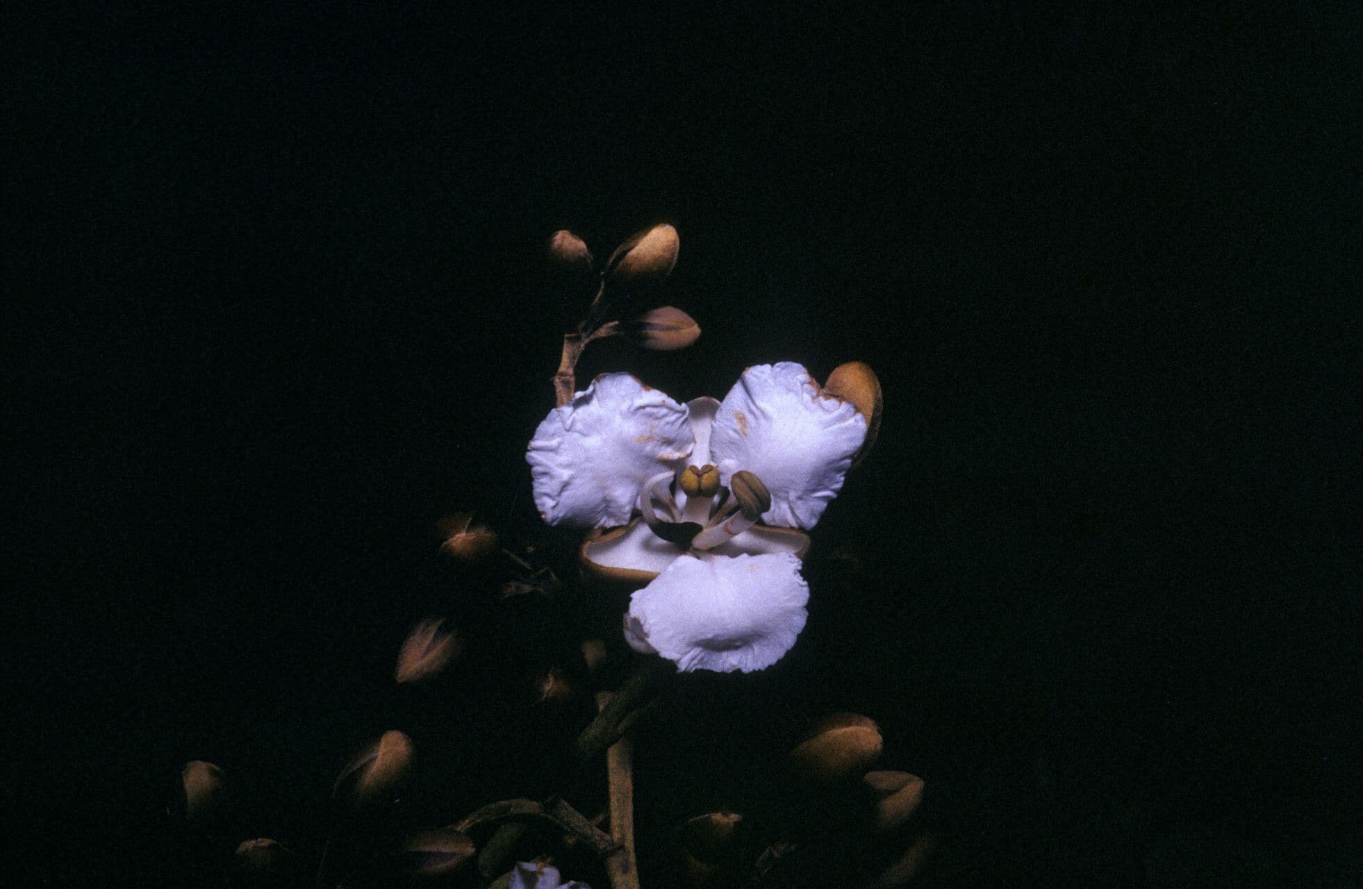 Dicorynia guianensis