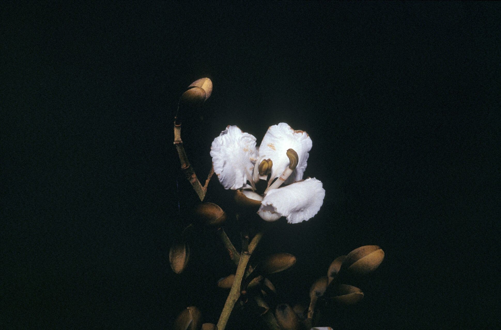 Dicorynia guianensis