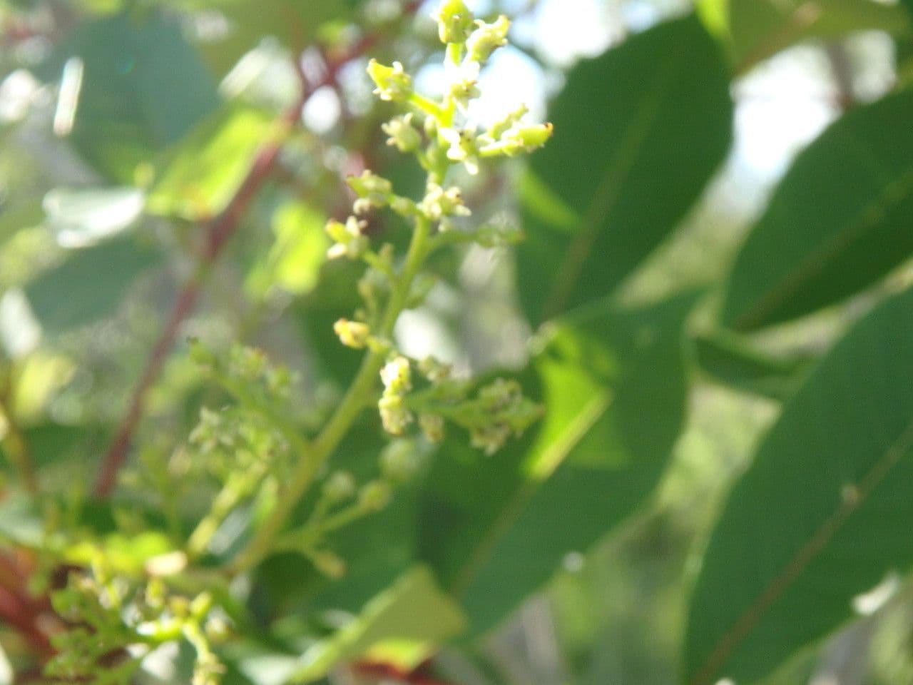 Toxicodendron vernix